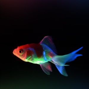 Meet your Posher, Shamar